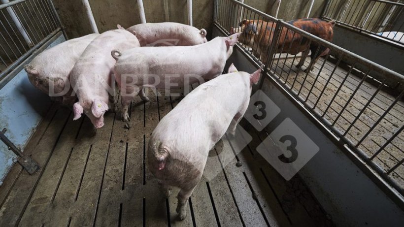 Fot. 1.&nbsp;Ekspozycja na knura&nbsp;powinna rozpocząć się w wieku 26-27 tygodni.
